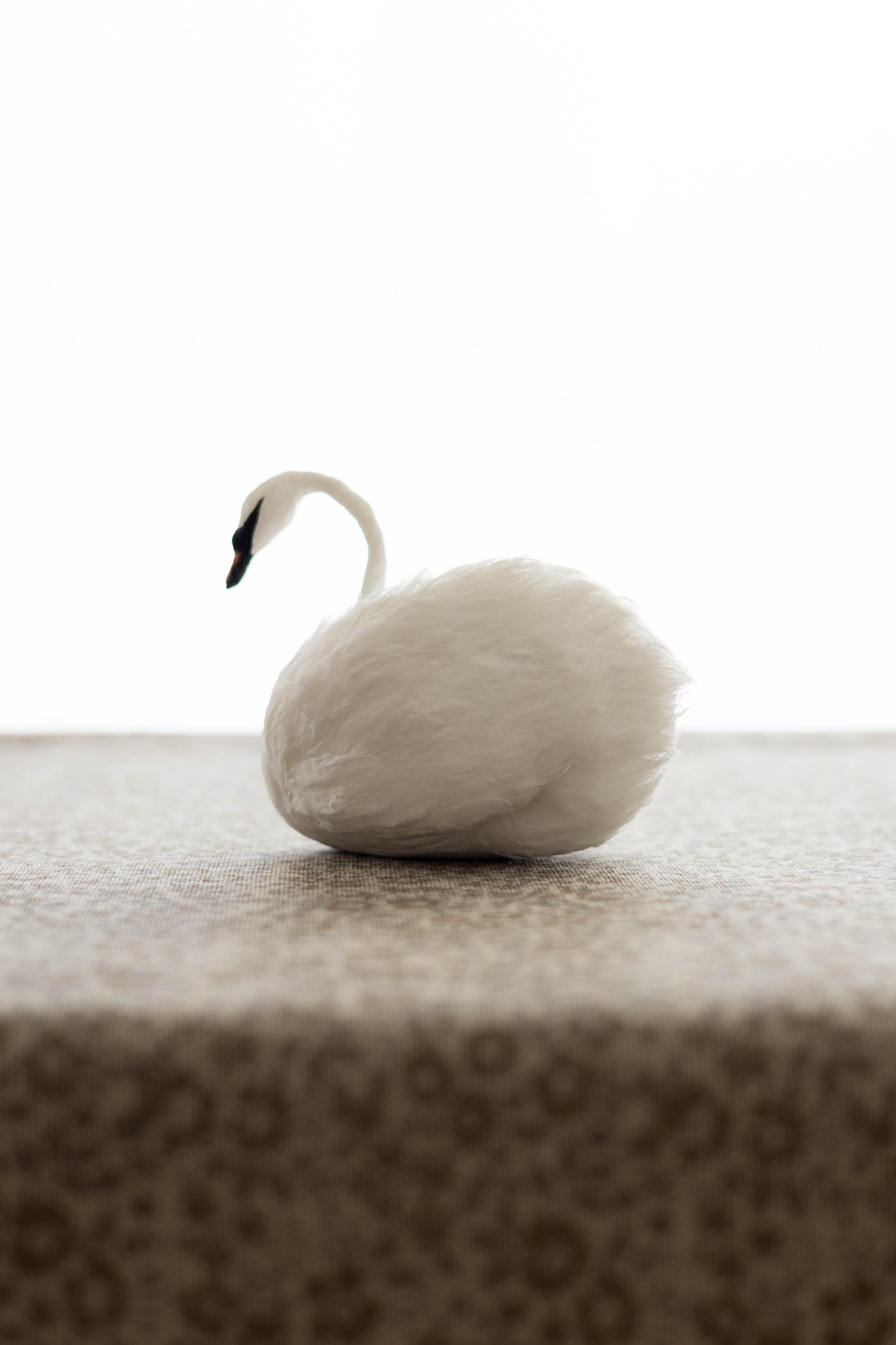 Swan No.001