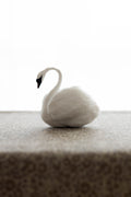 Swan No.002