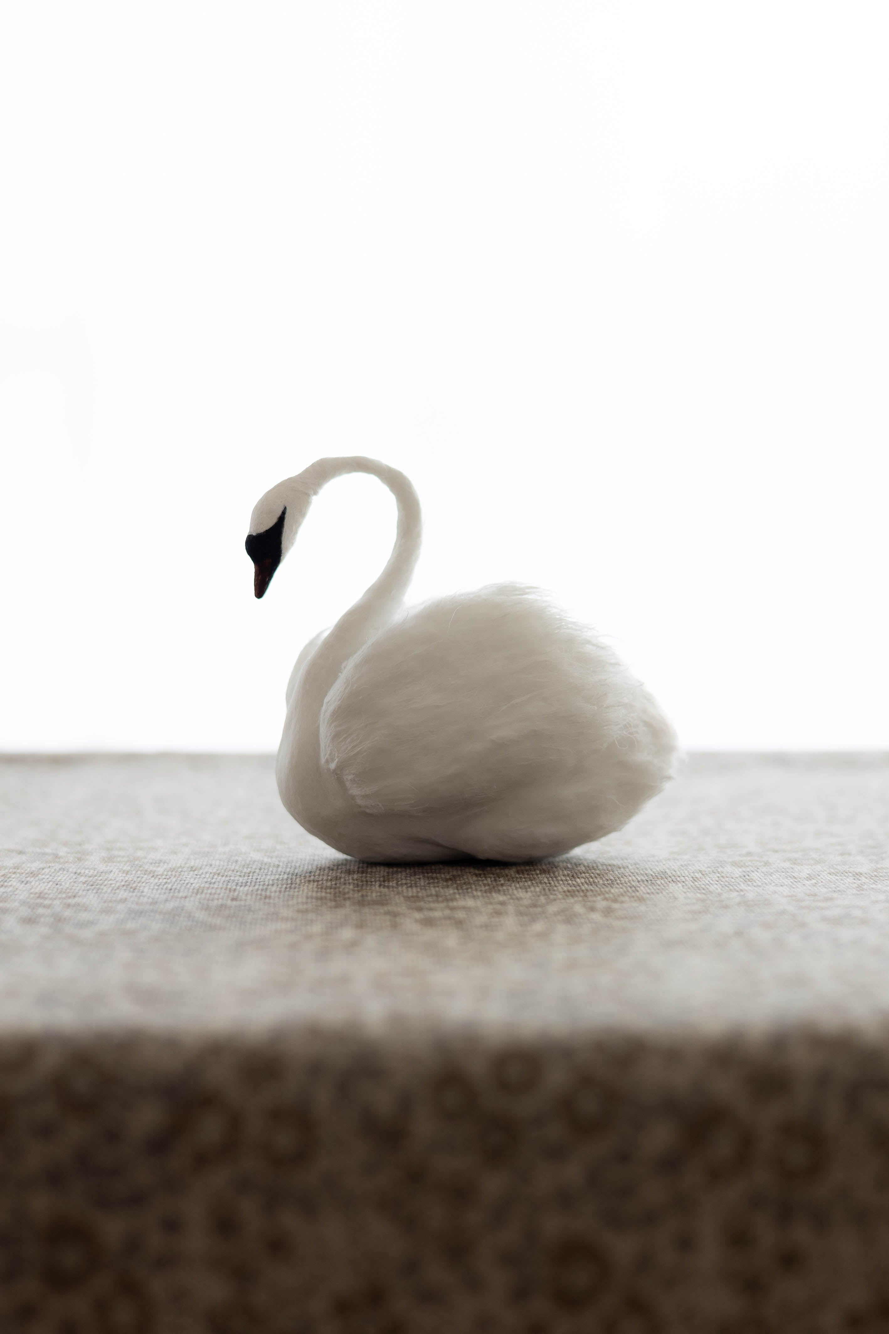 Swan No.002