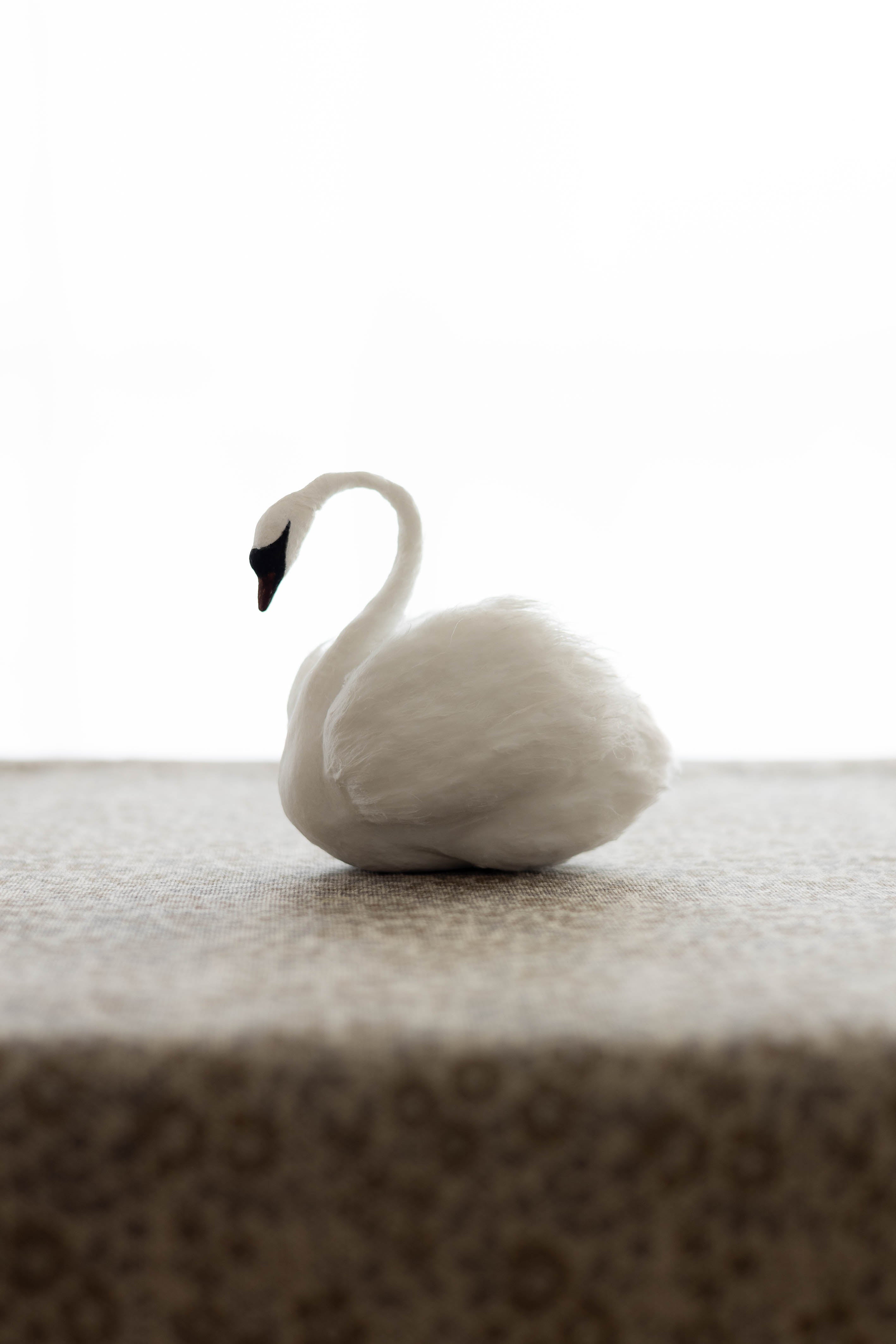 Swan No.002