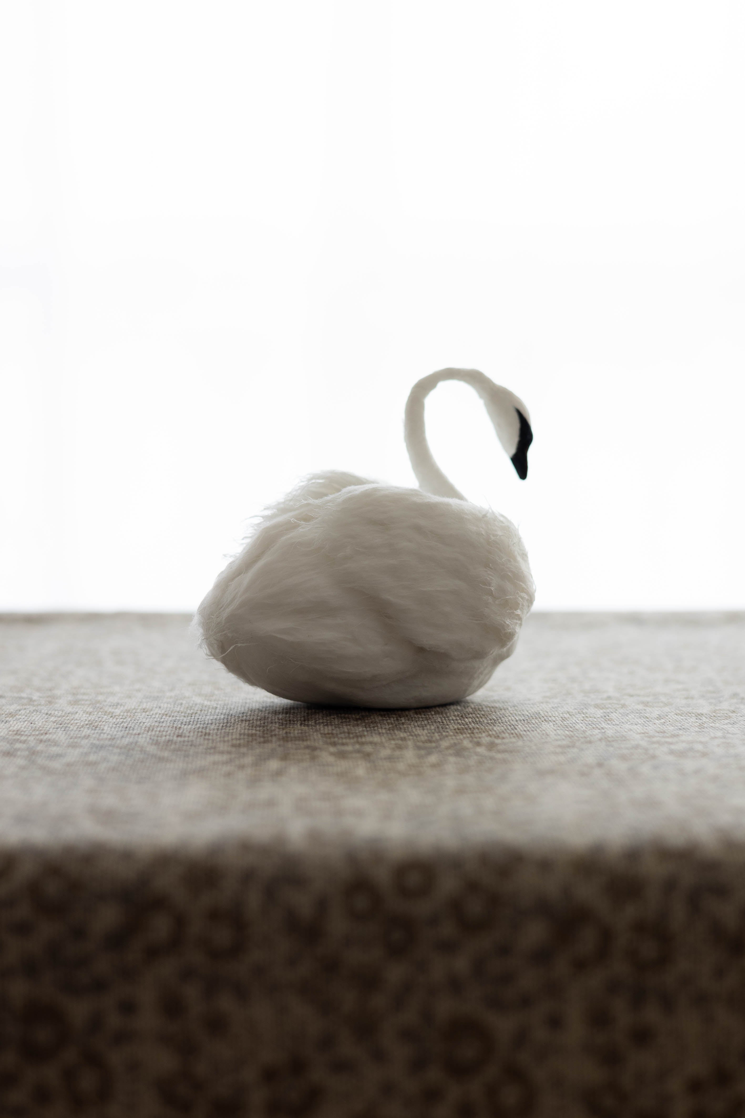 Swan No.002