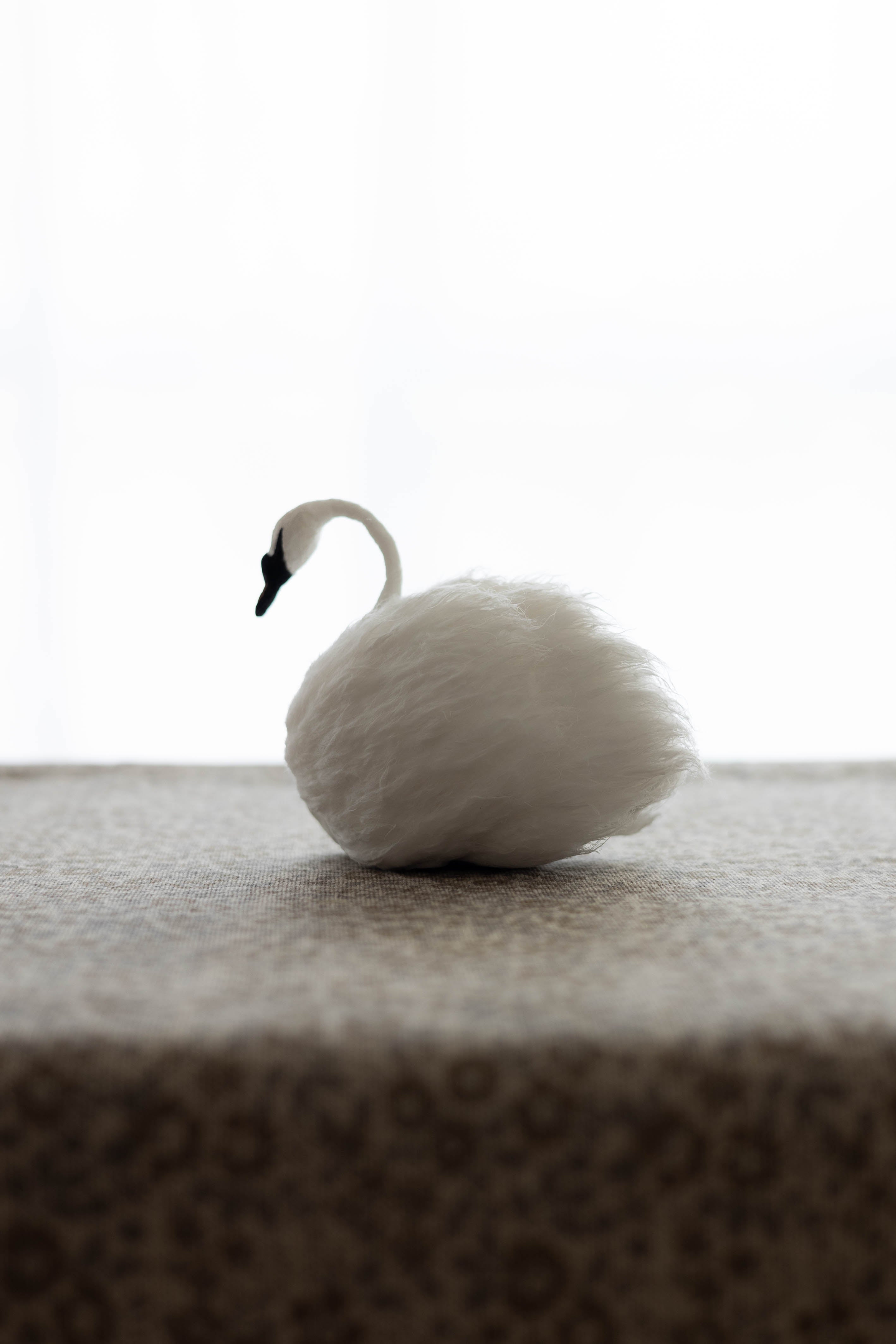 Swan No.003