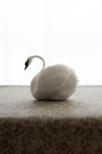 Swan No.005
