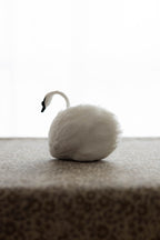 Swan No.005
