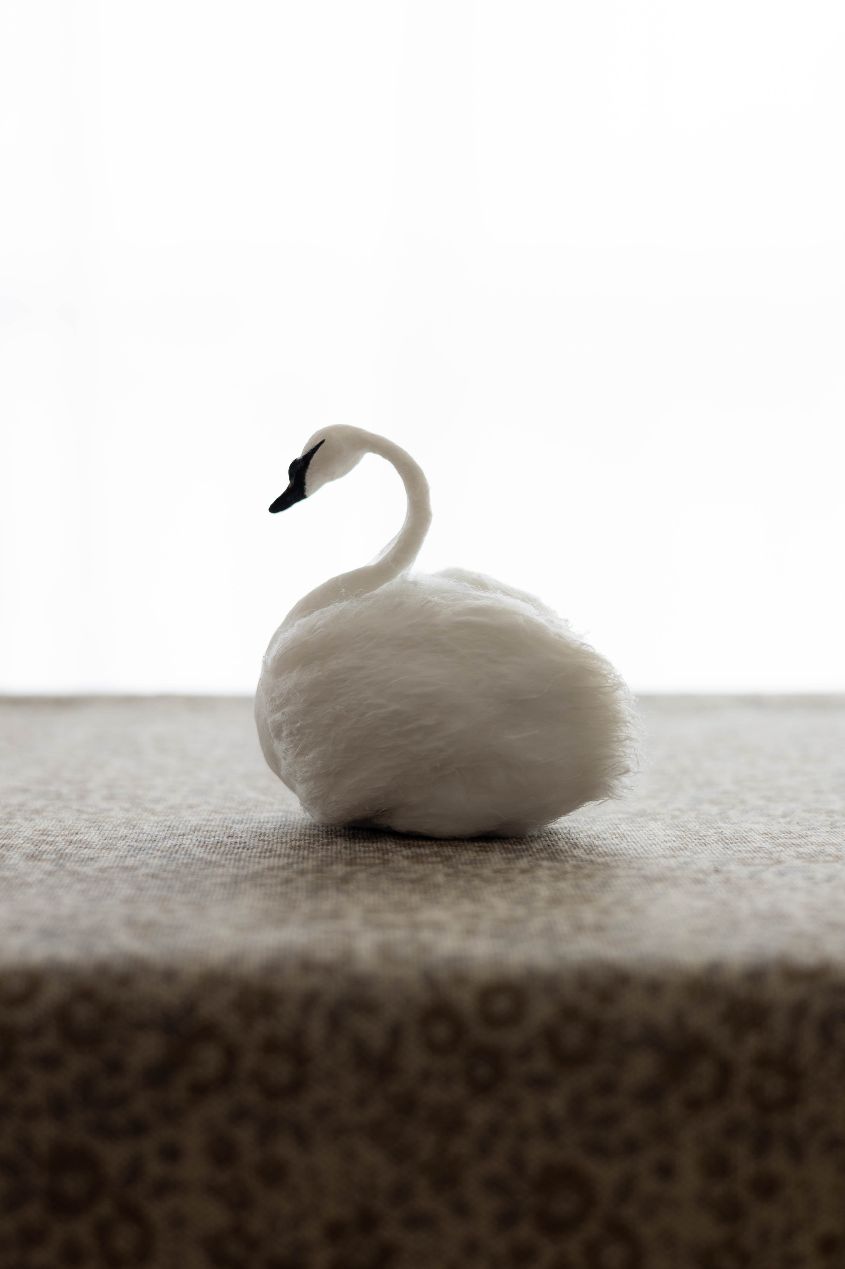 Swan No.006