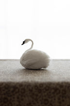 Swan No.007