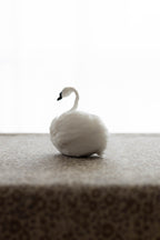 Swan No.007
