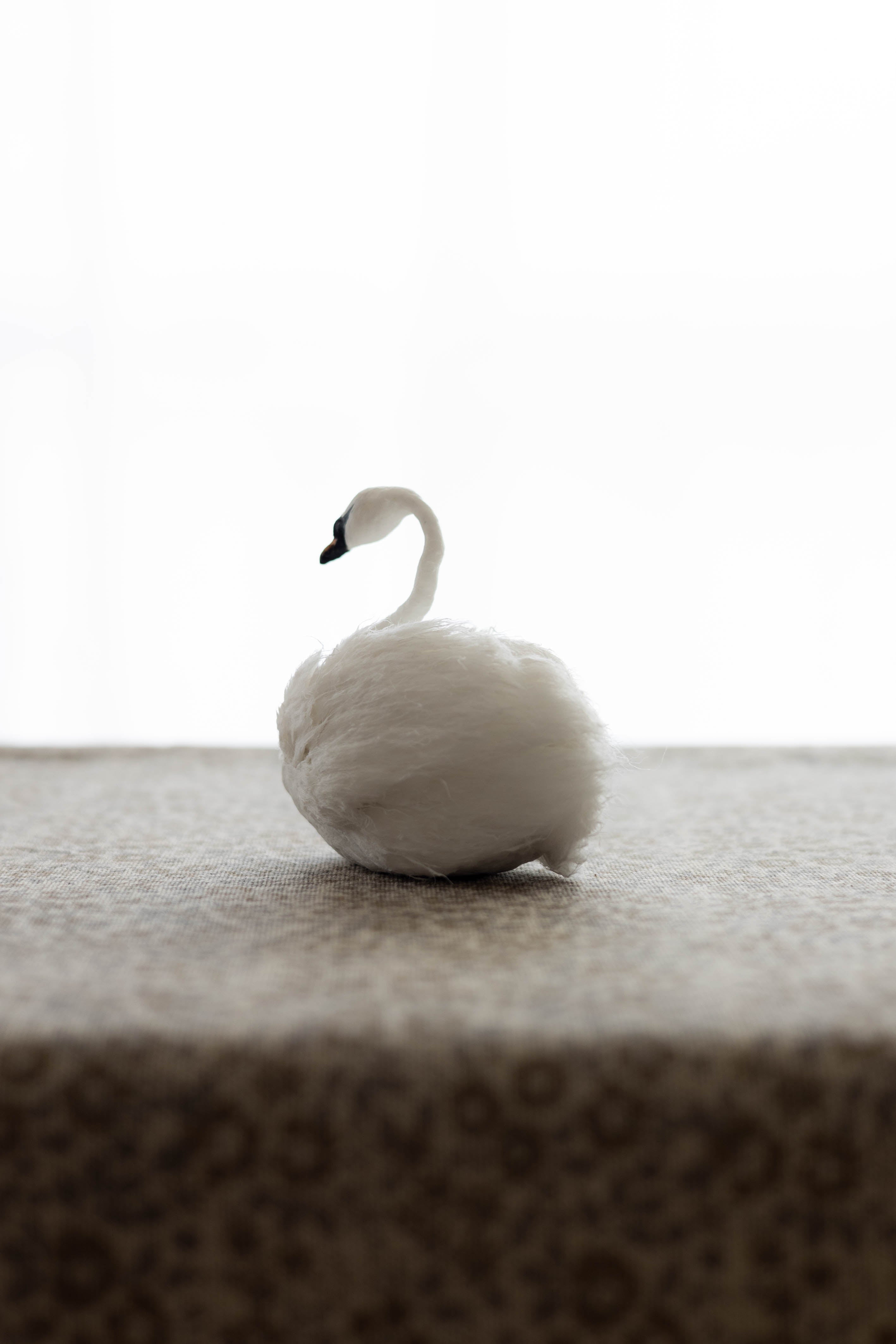 Swan No.007