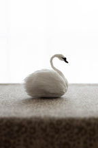 Swan No.007