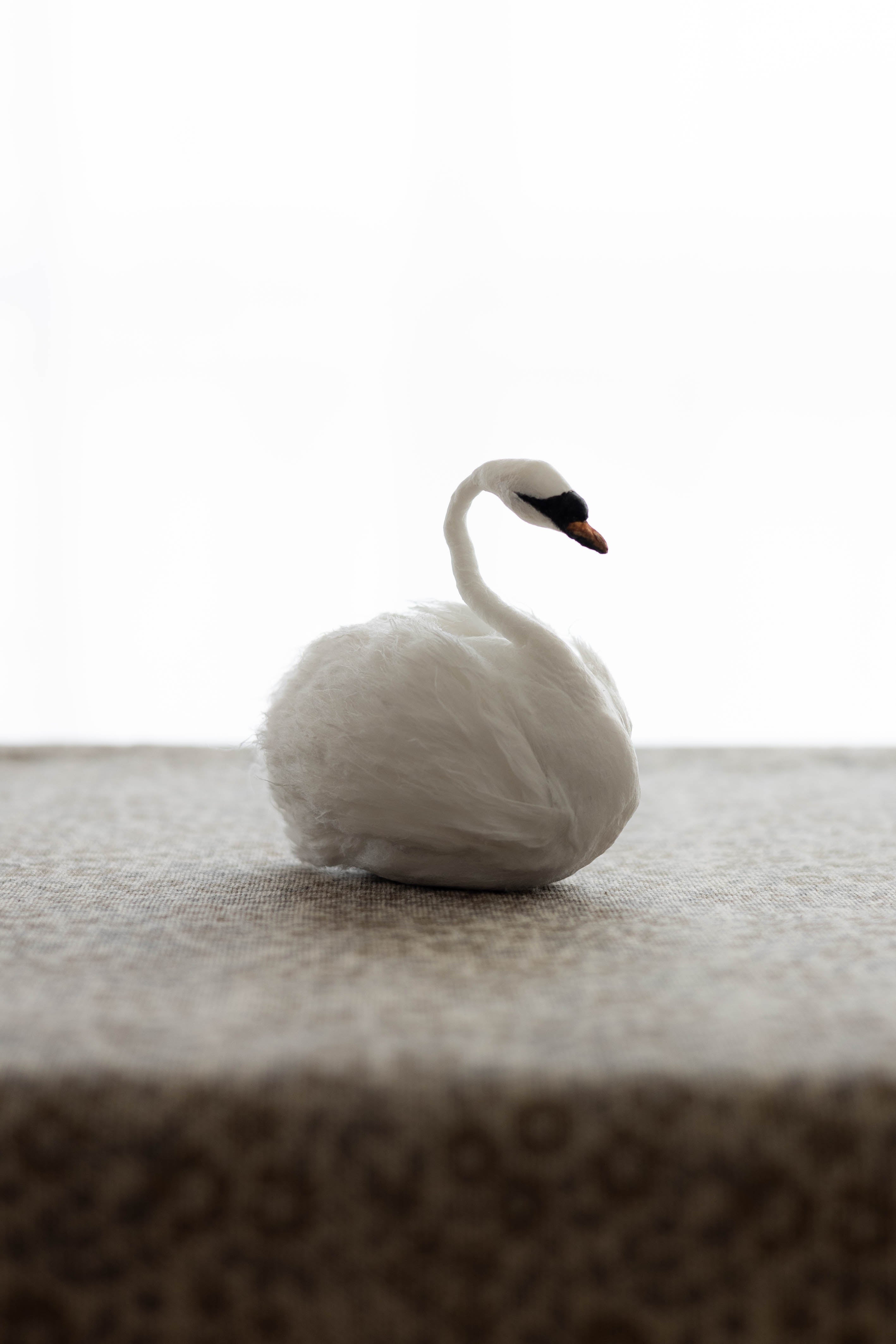 Swan No.007