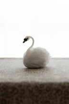 Swan No.007