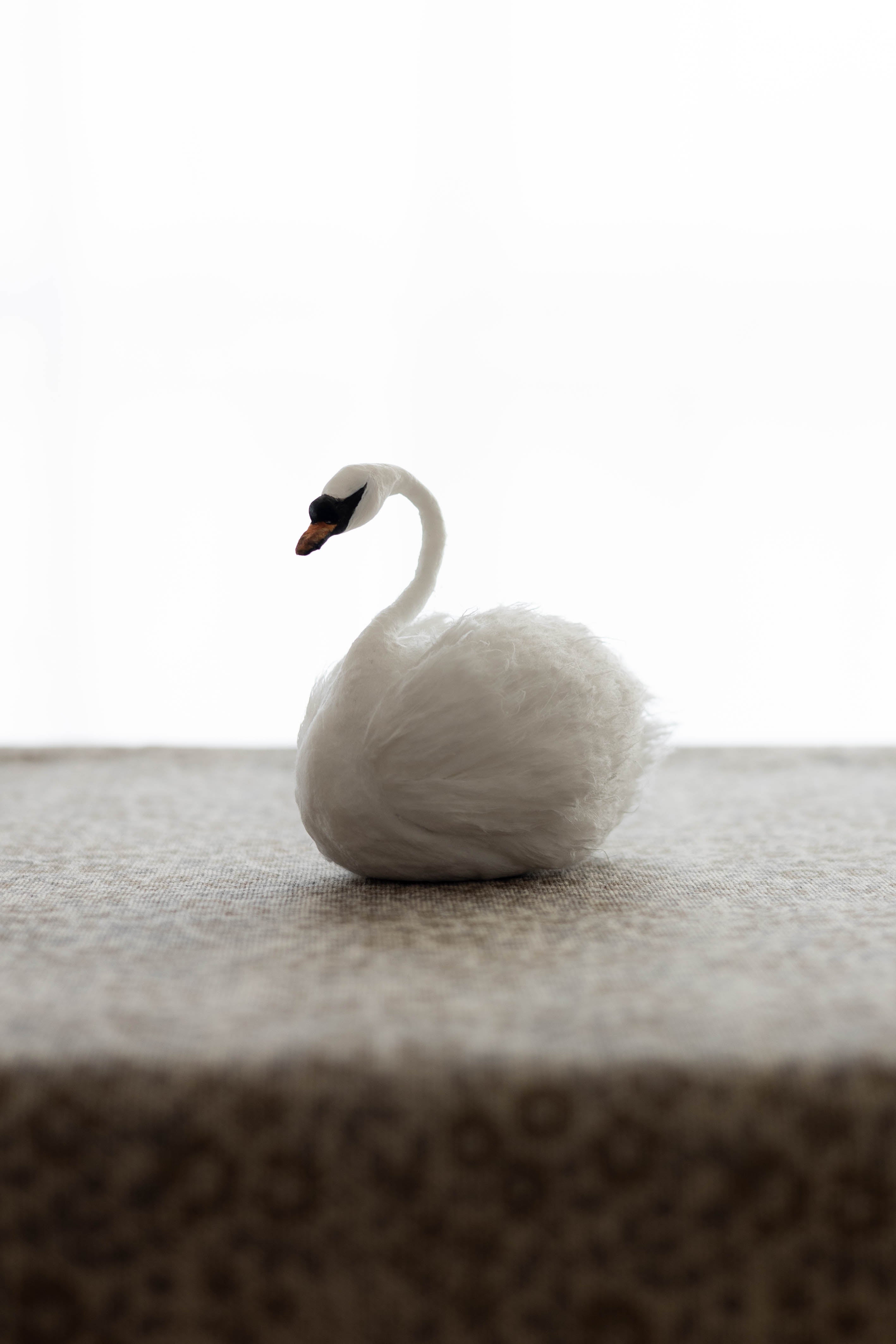 Swan No.007