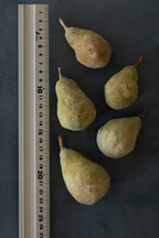 Pears No.001