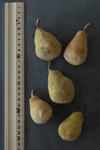 Pears No.006