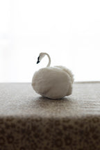 Swan No.004