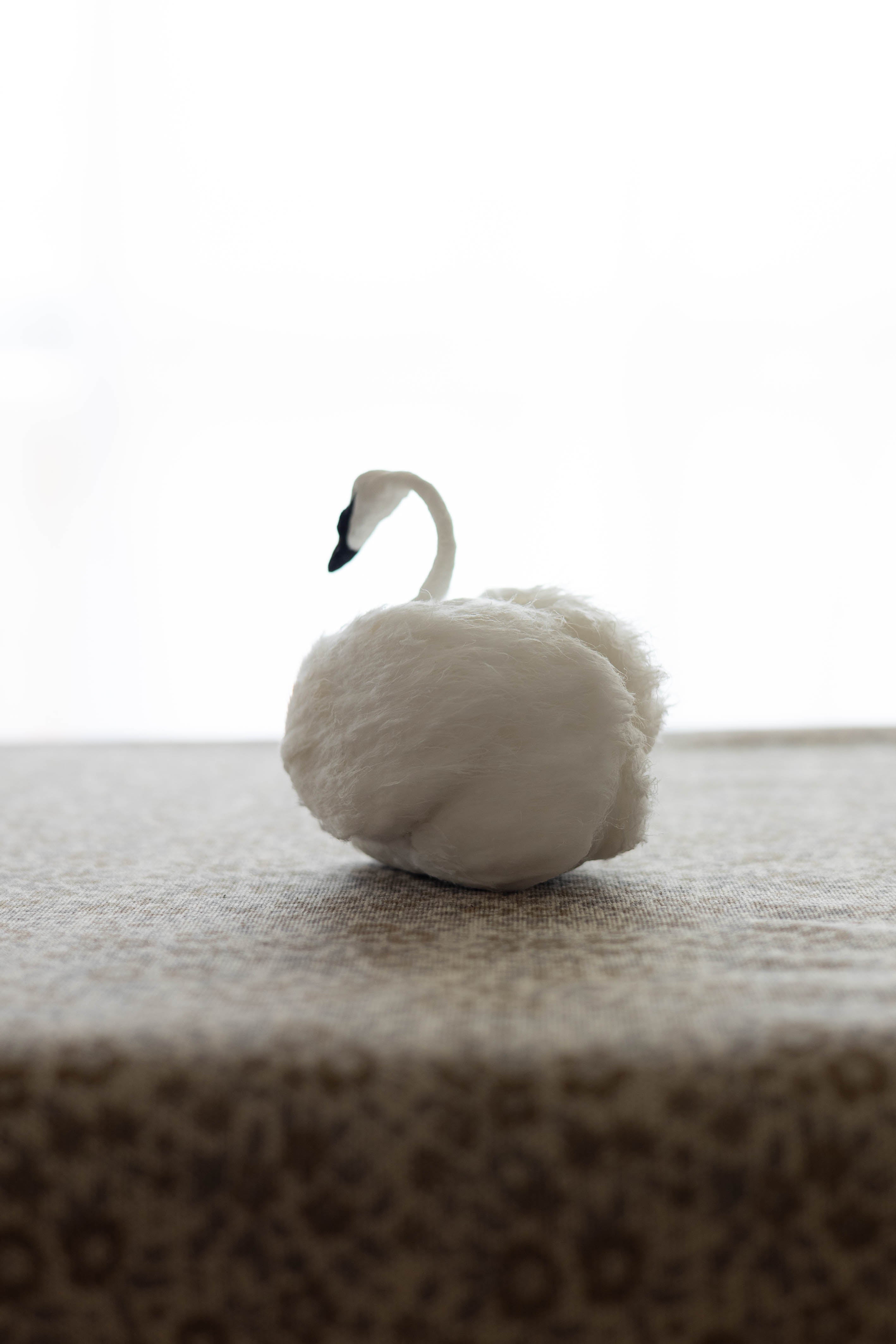 Swan No.004