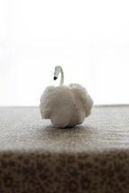 Swan No.004