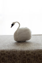 Swan No.008