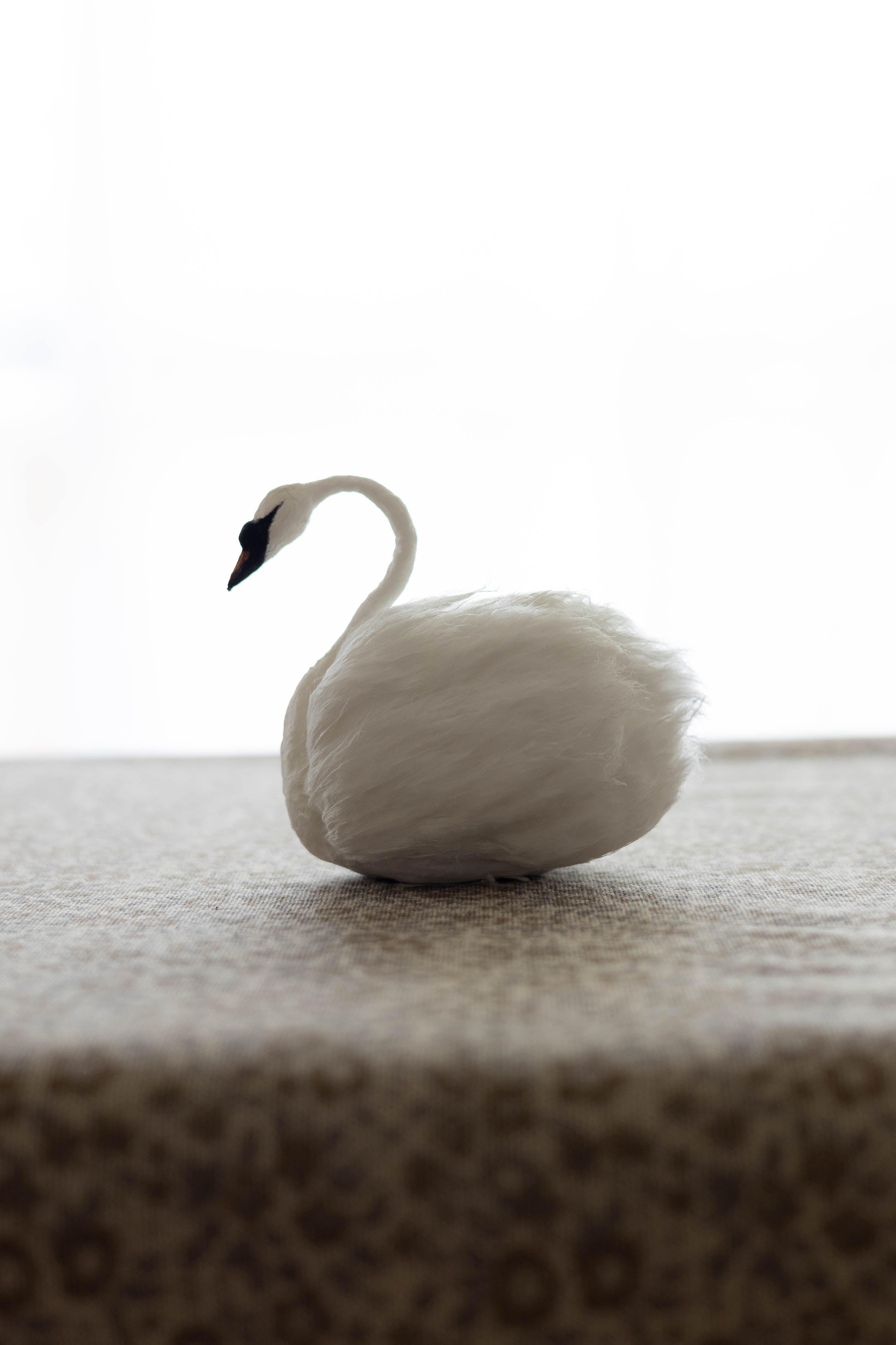 Swan No.008
