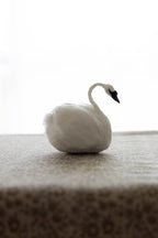 Swan No.008